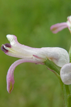 Judean Fumitory