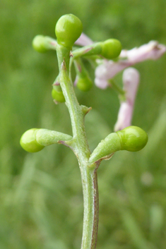 Judean Fumitory