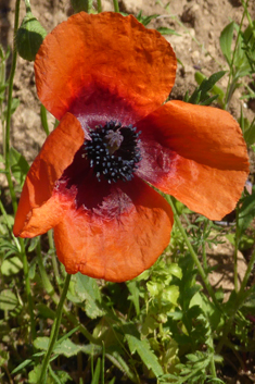 Mediterranean Poppy