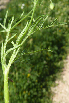 Mediterranean Poppy