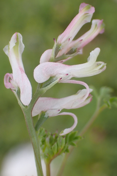 Large-fruited Fumitory