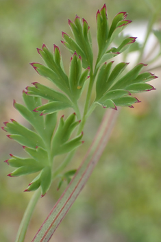 Large-fruited Fumitory