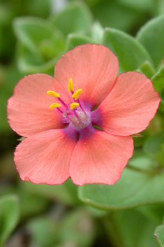 Scarlet Pimpernel