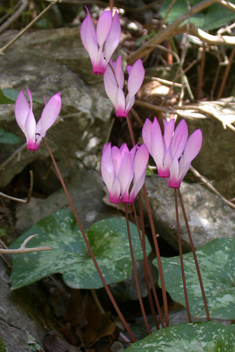 Peloponnese Spring Sowbread