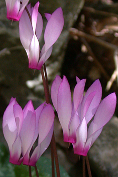 Peloponnese Spring Sowbread