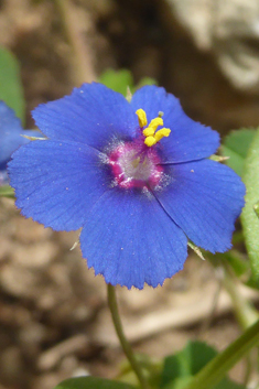 Scarlet Pimpernel