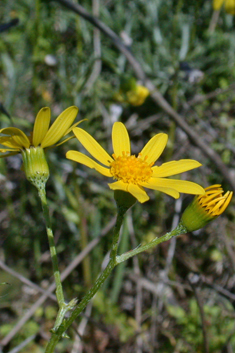 Eastern Groundsel