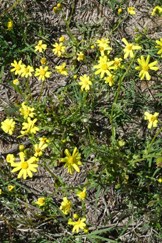 Eastern Groundsel