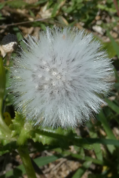 Eastern Groundsel