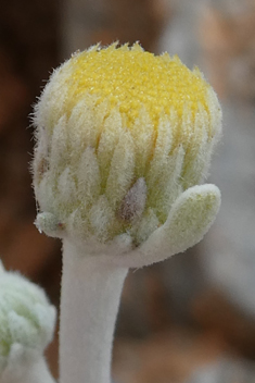 Mullein-leaved Fleabane