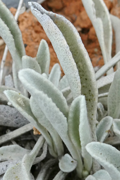 Mullein-leaved Fleabane