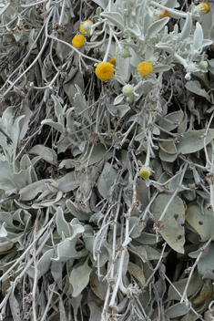 Mullein-leaved Fleabane