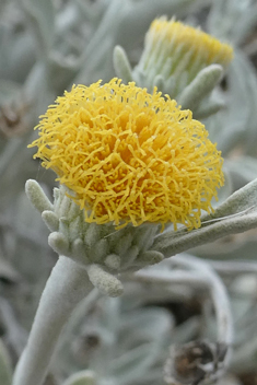 Mullein-leaved Fleabane