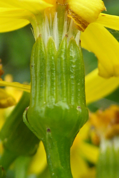 Creeping Ragwort