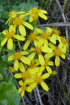 Creeping Ragwort