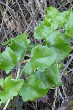 Creeping Ragwort