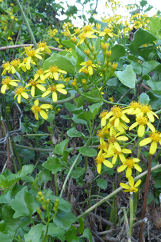 Creeping Ragwort