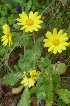 Eastern Groundsel