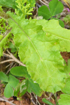 Eastern Groundsel