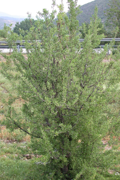 Almond-leaved Pear