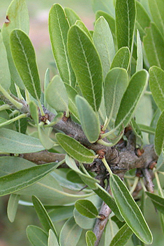Almond-leaved Pear