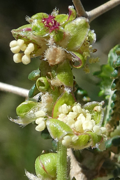 Spiny Burnet