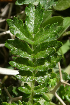 Spiny Burnet