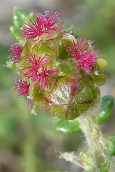 Spiny Burnet