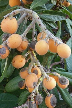 Loquat