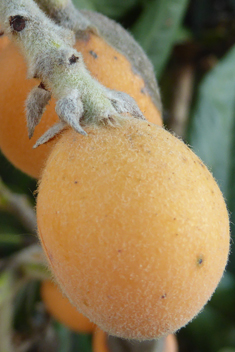 Loquat