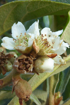 Loquat