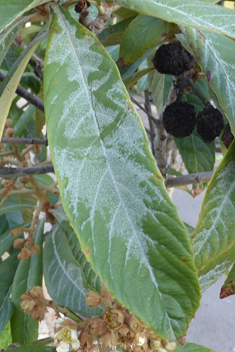 Loquat