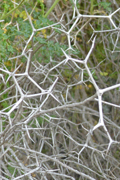 Spiny Burnet