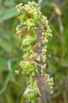 Spiny Burnet