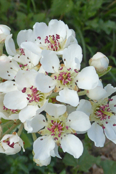 Almond-leaved Pear