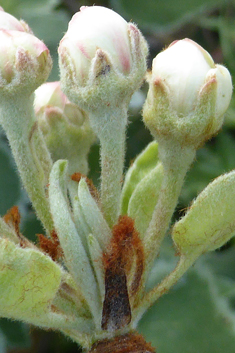 Almond-leaved Pear