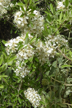 Almond-leaved Pear