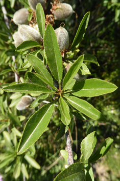 Webb's Almond