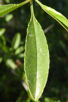 Webb's Almond