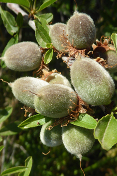 Webb's Almond