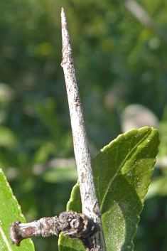 Webb's Almond