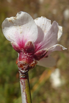 Webb's Almond