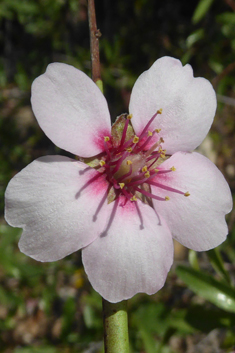 Webb's Almond