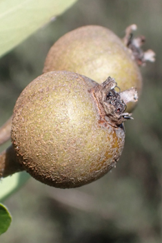 Almond-leaved Pear