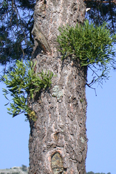 Common Mistletoe