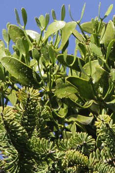 Common Mistletoe