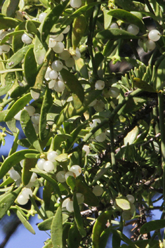 Common Mistletoe