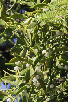 Common Mistletoe