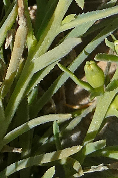 Field Bastard-toadflax