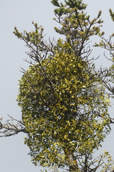 Common Mistletoe